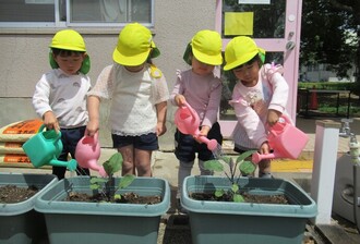 野菜の苗に水やりをしている園児の写真