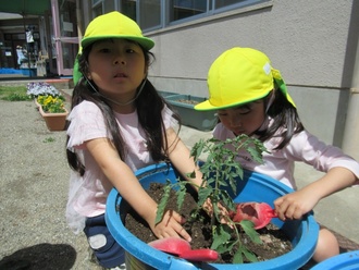 野菜の苗を植えている園児の写真