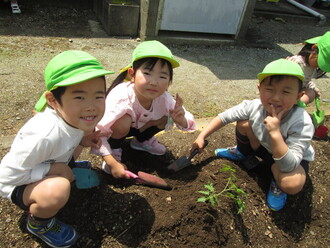 野菜の苗を植えている園児の写真