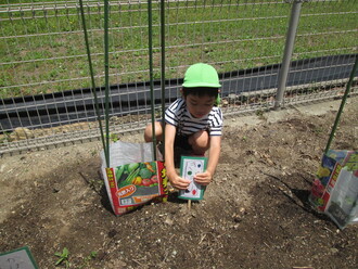 野菜の看板をたてる園児の写真