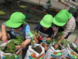 トマトの苗を植える園児の写真