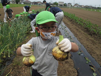 玉ねぎの大きさを見比べる園児の写真