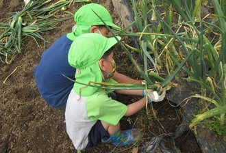 玉ねぎを収穫している園児の写真2