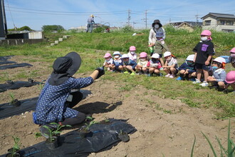 写真：トウモロコシの苗植えを見学する年長さん