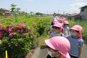 写真：散歩に出かけてつつじの花を見ている年長さん