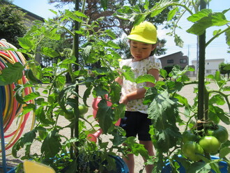 トマトに水やりをする園児の写真