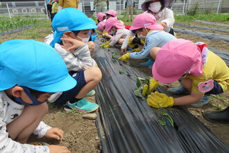 写真：年中さんに苗植えの様子を見せる年長さん