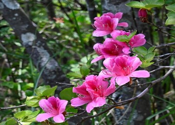 写真：市の花