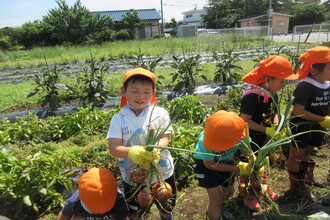 写真：玉ねぎを収穫するりす組の子ども達