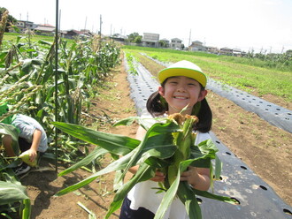 とうもろこしをたくさん手にしている園児の写真