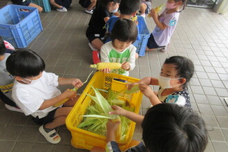 写真：トウモロコシの皮をむく子ども達