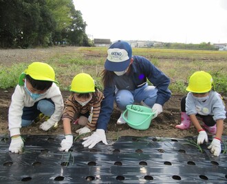 高校生と園児が玉ねぎの苗を植えている写真2