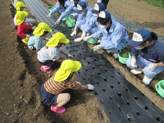 高校生と園児が玉ねぎの苗を植えている写真1