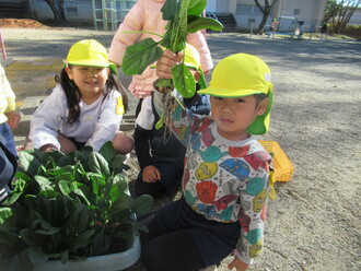 ほうれん草を収穫する園児の写真