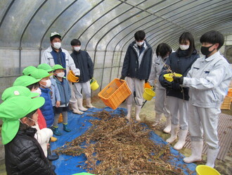 高校生と大豆のまめとりをする園児の写真2