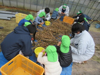 高校生と大豆の豆とりをする園児の写真3