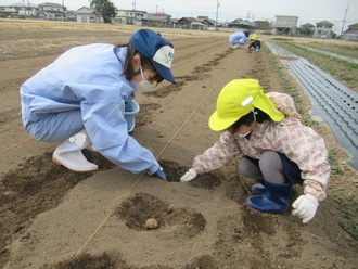 畑に穴を掘る園児の写真