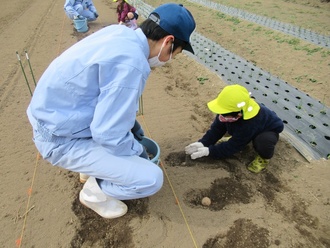 植えた芋に土をかぶせる園児の写真