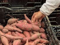 さつまいも農家訪問1