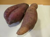 さつまいも農家訪問2