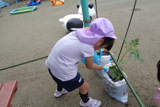 ミニトマトの苗に水をやる年長児