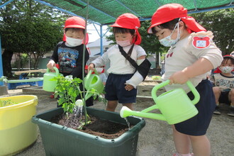 野菜の苗に水をやる年少児