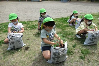 子どもたちが、園芸用袋にトマトの苗を植えています。