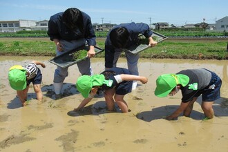 苗植えが、だんだん上手くなってきました