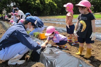 もも組の子どもがいもの苗を植えているところ