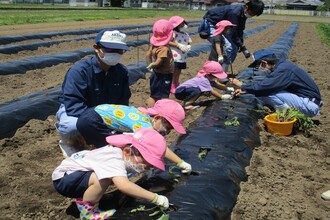 お芋の苗植えに夢中の子どもたち