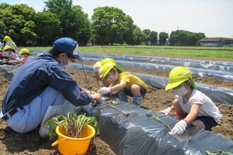 き組(4歳児)がお芋の苗を植えるところ
