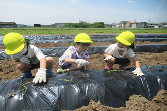 き組の子どもたちたくさん芋の苗を植えてます。