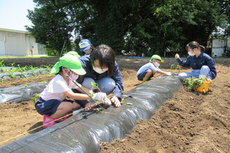みどり組の子どもたちも芋の苗植えを始めました。