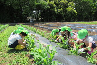 とうもろこしの苗のまわりの草引きをしているみどり組