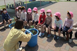 もも組（3歳児）の先生がミニトマトを植えています