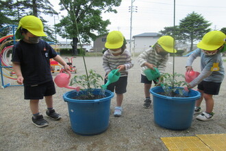 き組(4歳児)も夏野菜に水やりをしています。