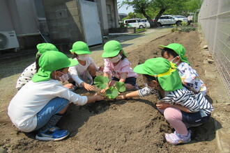 みどり組(5歳児)かぼちゃの苗を植えています。