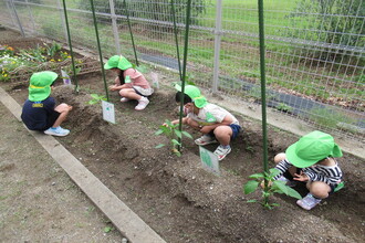 みどり組、野菜畑の草引きをしています。