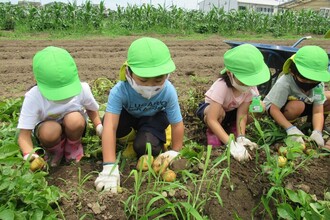 次は、じゃがいも掘りがんばっています。