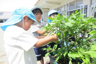 野菜の収穫をする年中児