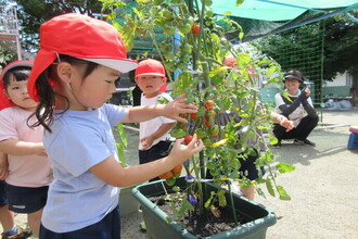 野菜を収穫する年少児