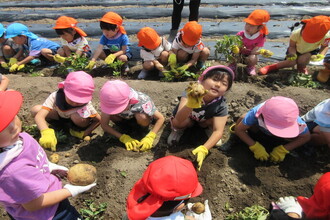 ジャガイモの収穫をする園児たち