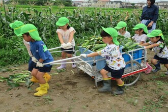 とうもろこしをリヤカーにのせて運んでいます