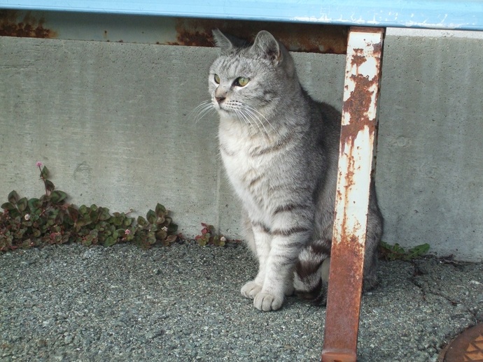 写真：さくら猫