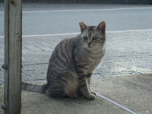 不妊去勢手術後の猫