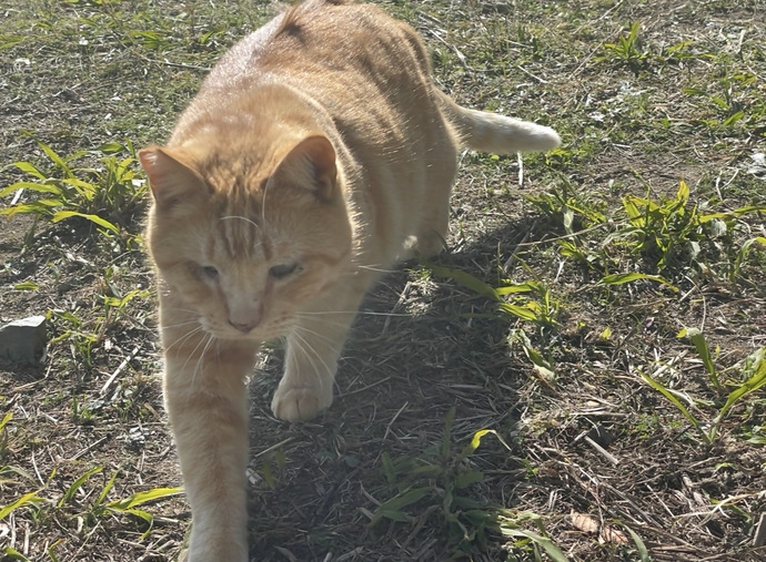 不妊去勢手術後の猫