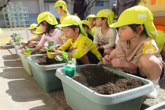 ほうれん草、カリフラワーの苗を植えているところ