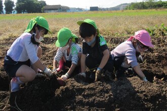 子どもたち一生懸命掘っています