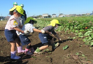 友達と一緒につるを引っ張ています