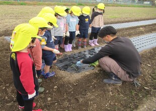 先生が玉ねぎの苗の植え方の説明をしてくれています